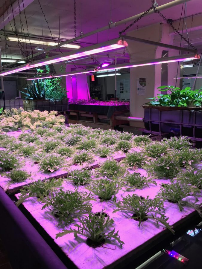 Hydroponic gardens at Plant Chicago