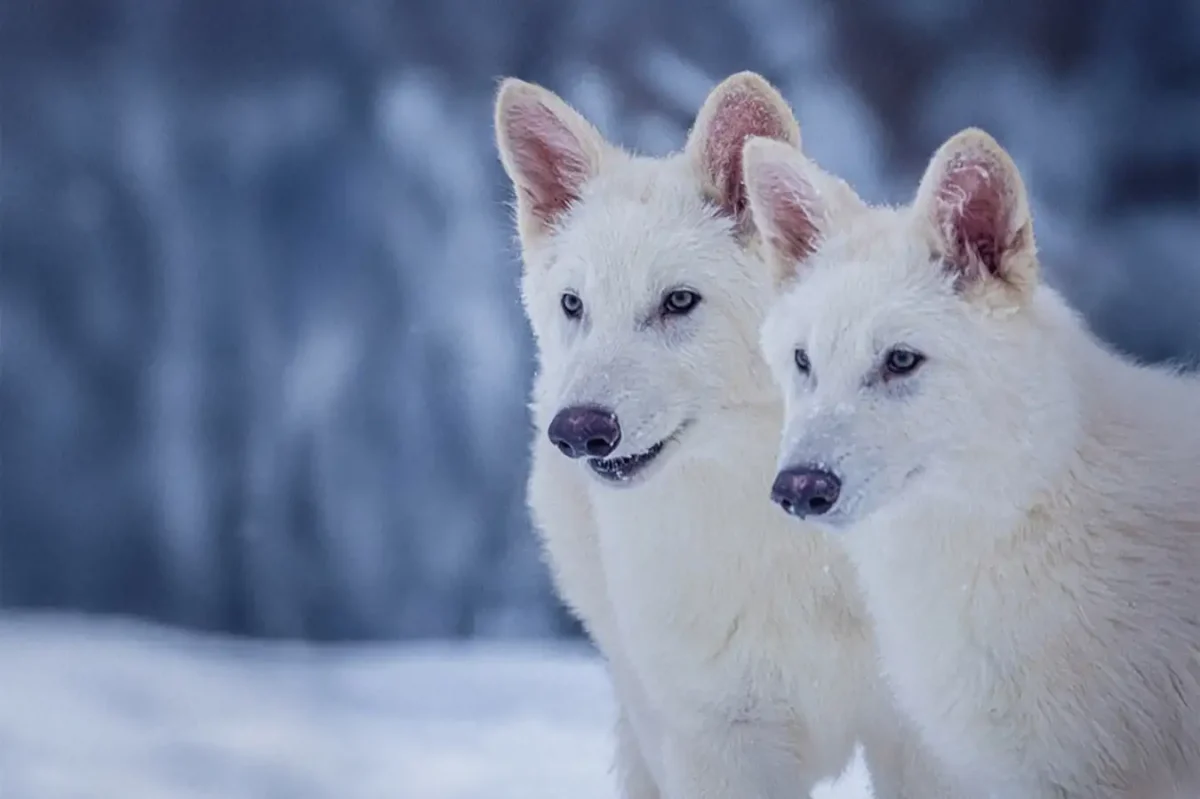 Extinction is Extinct? Dire Wolves Resurrected