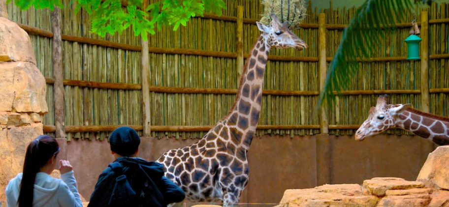 Free the Wildlife: Abolish Zoos